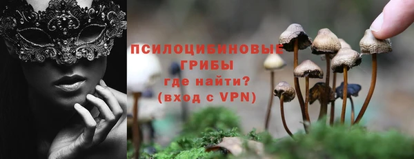 стаф Алзамай