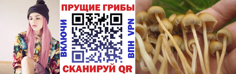 Галлюциногенные грибы Cubensis  Беломорск 